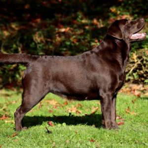 Victor Victoria's Labradors Eva Spriet