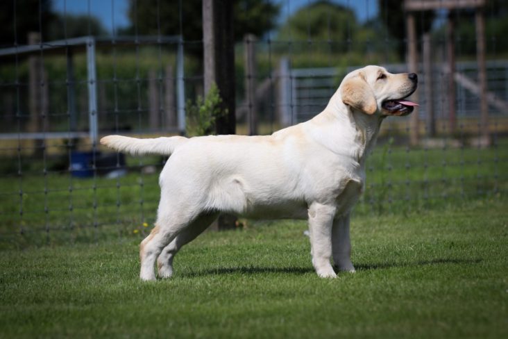 Victor Victoria's Labradors