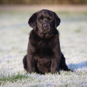 Victor Victoria's Labradors Eva Spriet