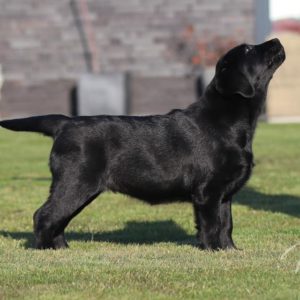 Victor Victoria's Labradors Eva Spriet