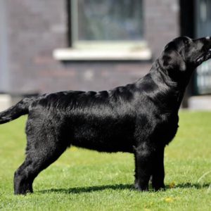 Victor Victoria's Labradors Eva Spriet