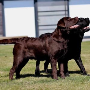 Victor Victoria's Labradors Eva Spriet