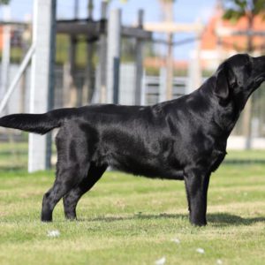 Victor Victoria's Labradors Eva Spriet