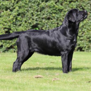 Victor Victoria's Labradors Eva Spriet