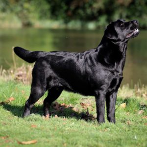 Victor Victoria's Labradors