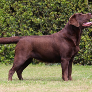 Victoria's Labradors Eva Spriet