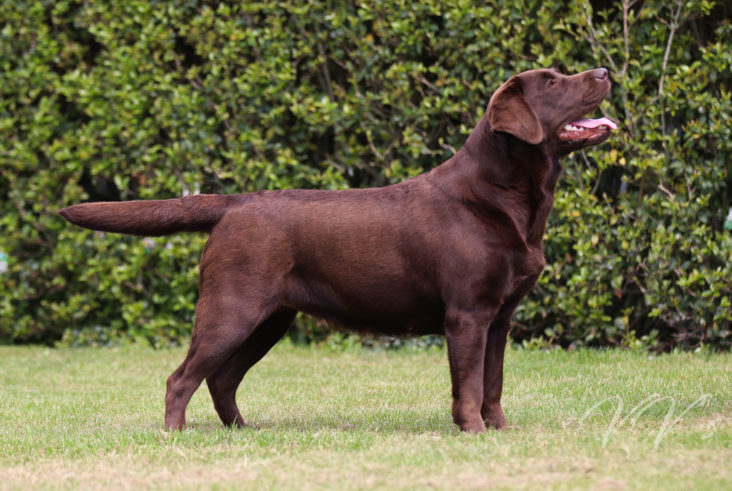 Victoria's Labradors Eva Spriet