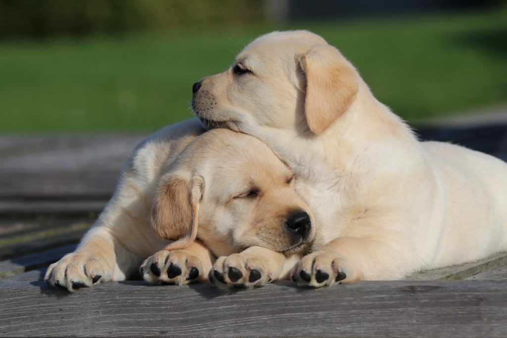 Victor Victoria's Labradors Eva Spriet
