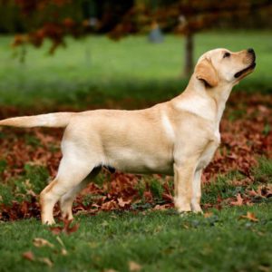 Victor Victoria's Labradors Eva Spriet